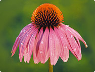 Echinacea purpurea Echinacea purpurea