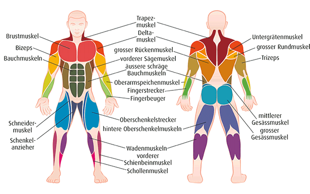Richtiges Muskeltraining ist und hält in jedem Alter gesund