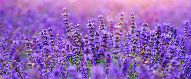 Violeter Lavendel, überall. Detailaufnahme eines grossen Lavendelfeldes.