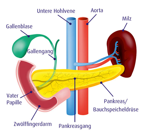 Bauchspeicheldrüse