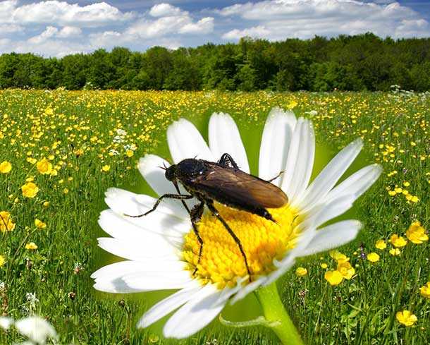 Wildblumen anstelle von Pestiziden 	-	