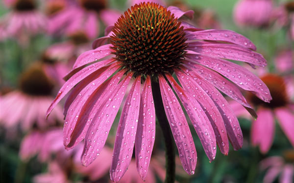 Fleur d'échinacée pourpre