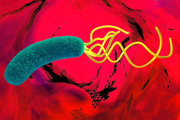 Helicobacter pylori 