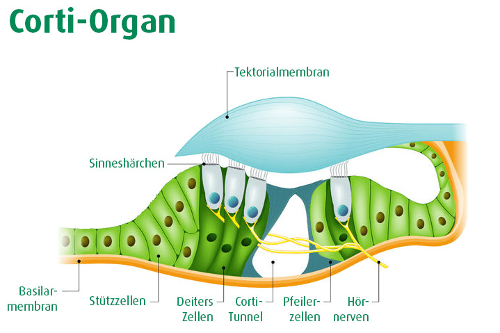 Infografik zum Corti-Organ (Illustration: 123RF, Designua)
