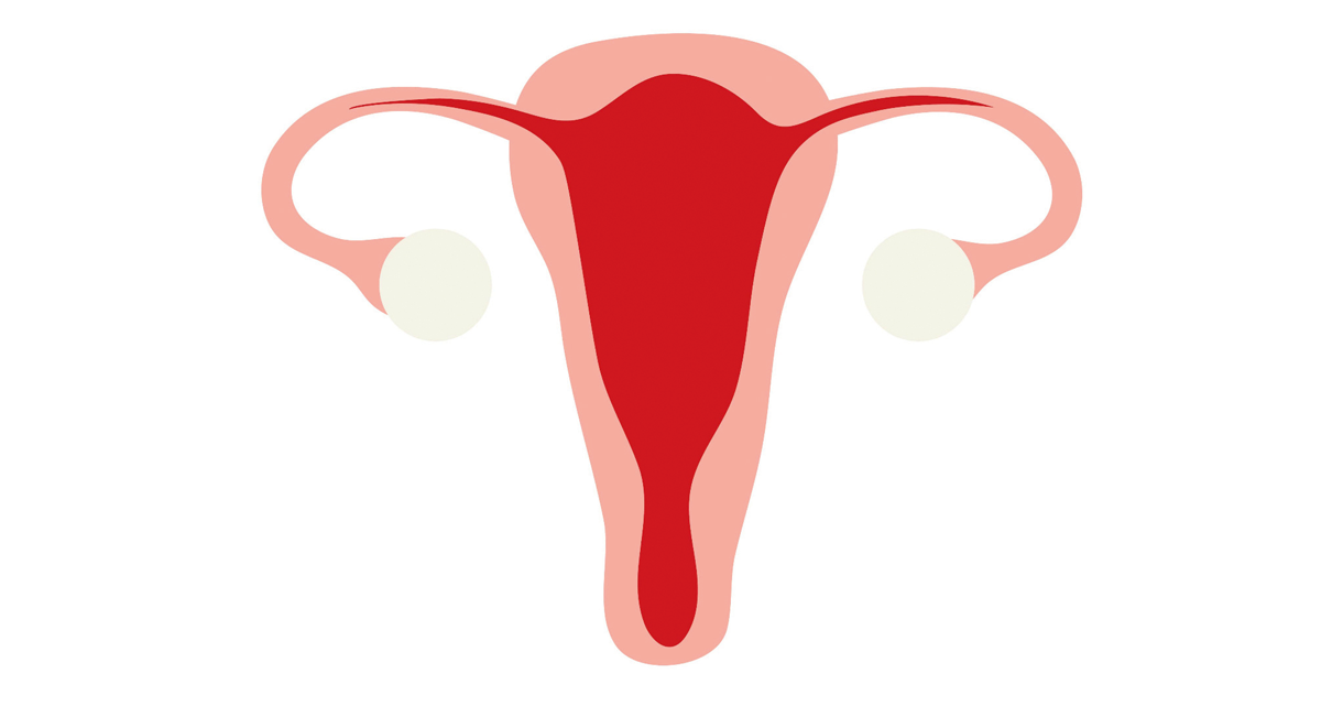 L'utérus et les ovaires, simplement illustrés.