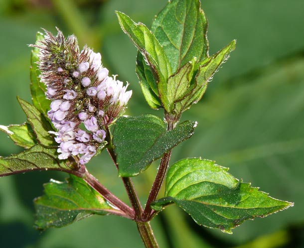 La menthe agit sur la nausée