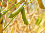 Les phyto-oestrogènes pour traiter les désagréments liés à la ménopause Les phyto-oestrogènes pour traiter les désagréments liés à la ménopause