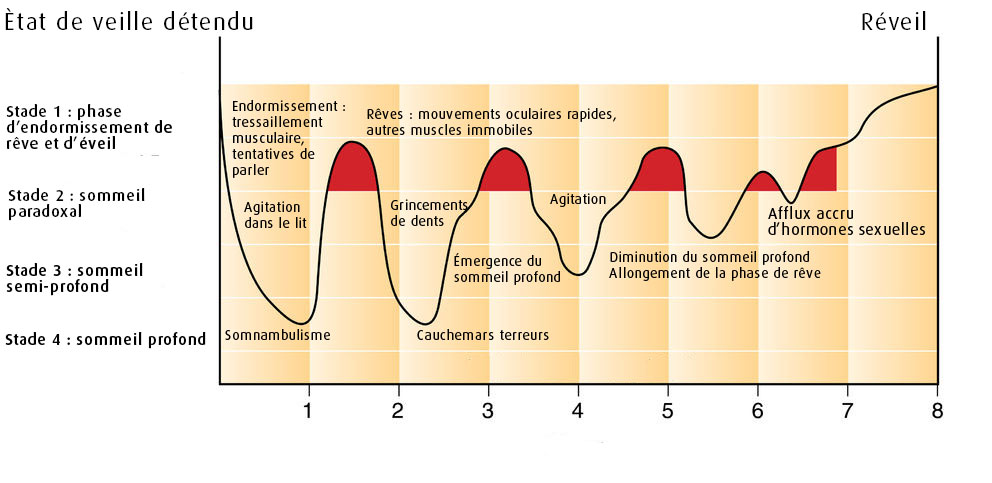 Les différentes phases du sommeil et leur rôle