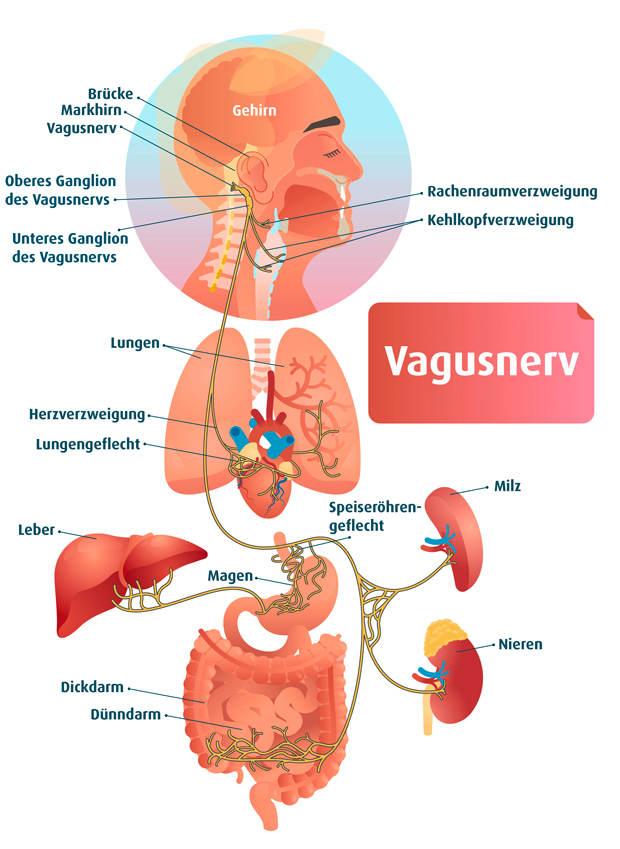 Vagusnerv Grafik