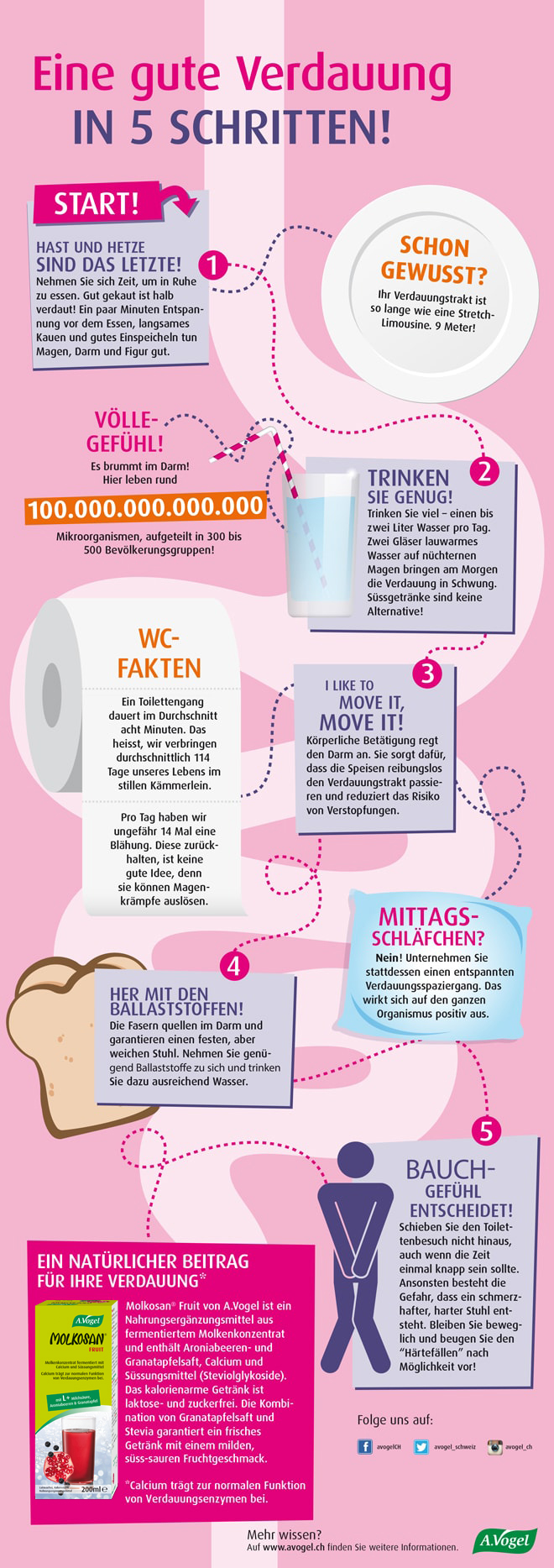 Verdauung Fordern Infografik A Vogel