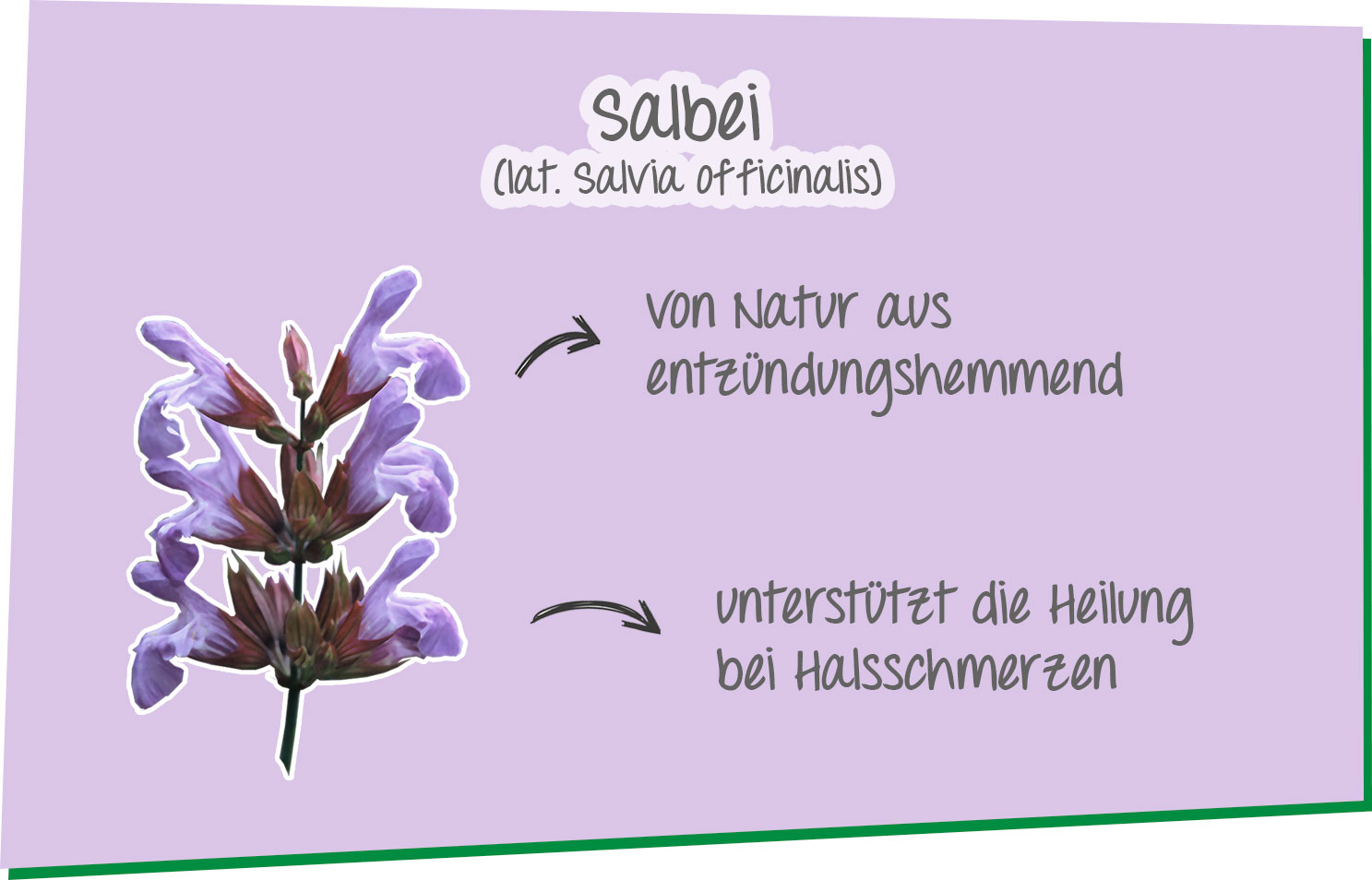 Infografik zur Pflanzenkraft von Salbei. Von Natur aus entzündungshemmend und unterstützt die Heilung bei Halsschmerzen.