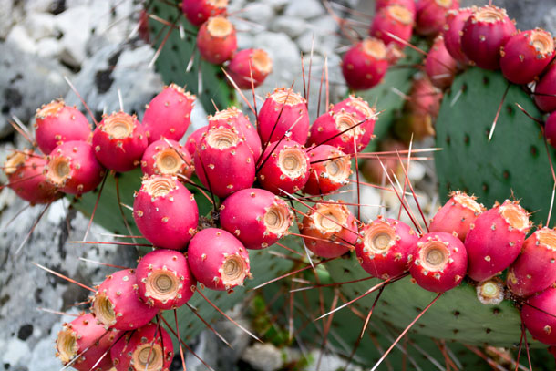 L'huile est extraite des graines des fruits de la figue de Barbarie.