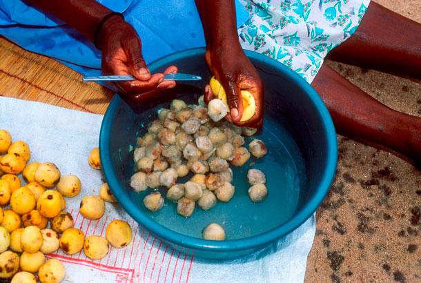 Au cœur du fruit se trouvent des graines qui contiennent beaucoup d'huile riche en protéines.