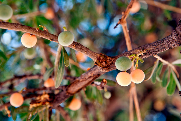 Die Heimat des Marula-Baumes (Sclerocarya birrea) ist Südafrika.