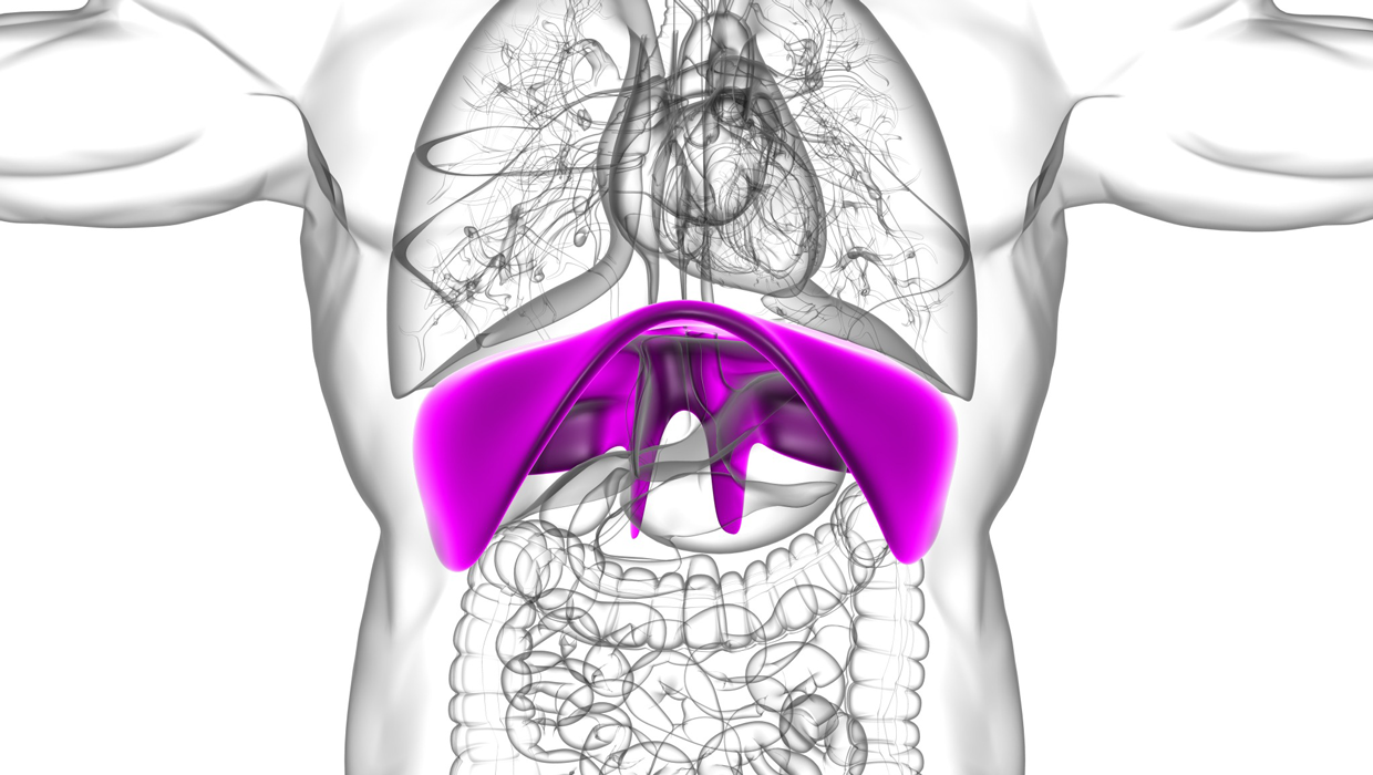 Scharz-Weiss Zeichnung des Körpers mit Organen. Das Zwerchfell ist Pink hervorgehoben.