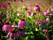Echinacea purpurea Echinacea purpurea