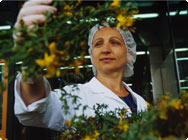 Qualitätsprüfung direkt nach der Ernte Qualitätsprüfung direkt nach der Ernte