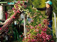 Echinacea-Ernte bei der Bioforce AG