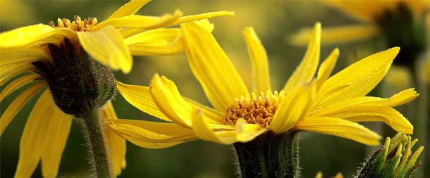 Blüten der Arnica montana