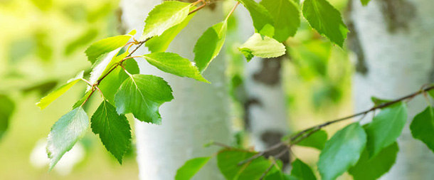 Birkenblätter helfen gegen Rheuma und Gicht
