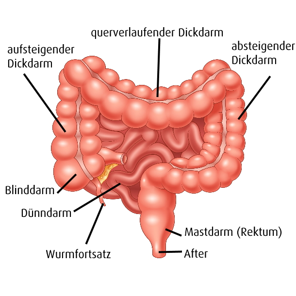 Darm: Dünndarm, Blinddarm, Dickdarm, Mastdarm