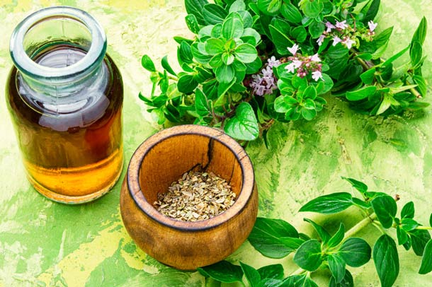 Flasche mit Oregano-Öl sowie frischem und getrocknetem Oregano