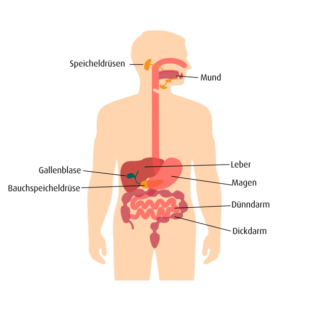 Verdauungsorgane 