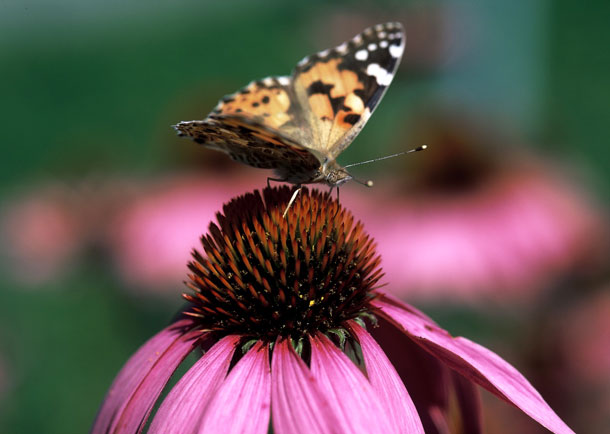 Echinacea purpurea avec un \"petit renard\" (papillon)