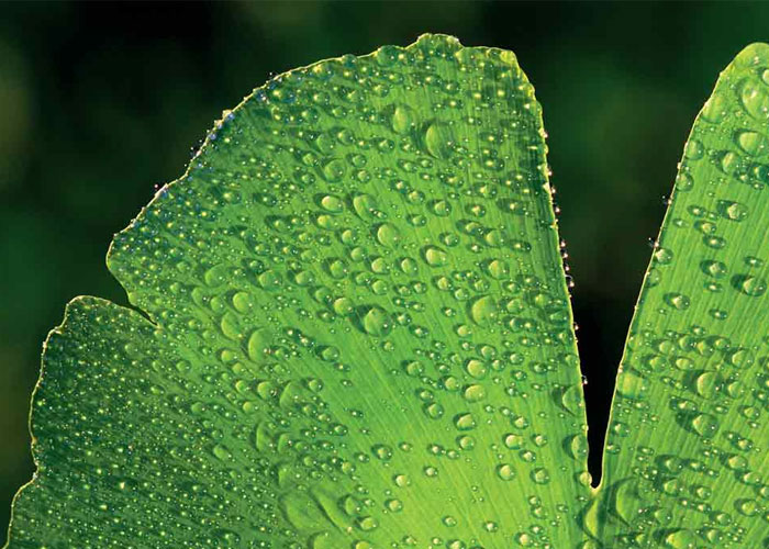 Der „weise“ Ginkgo und seine Wirkung 