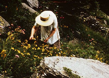 Frau beim Sammeln von heilpflanzen
