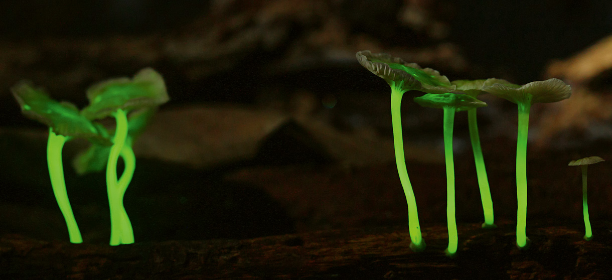 Vous pouvez voir deux petits groupes de champignons qui brillent verdâtre dans le noir. Ils ont l'air très délicats, ont un style long et une fine "capuche".