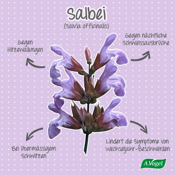 Infografik zur möglichen Wirkung von Salbei bei Wechseljahrbeschwerden.