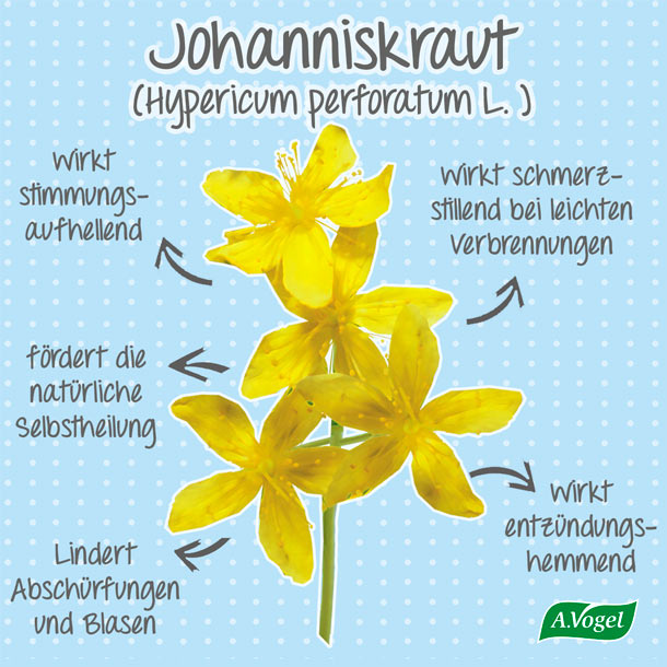 Johanniskraut Hypericum Perforatum L A Vogel