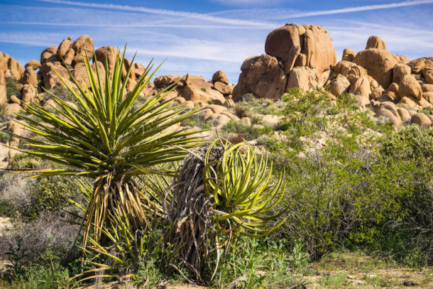 Yucca-Palme