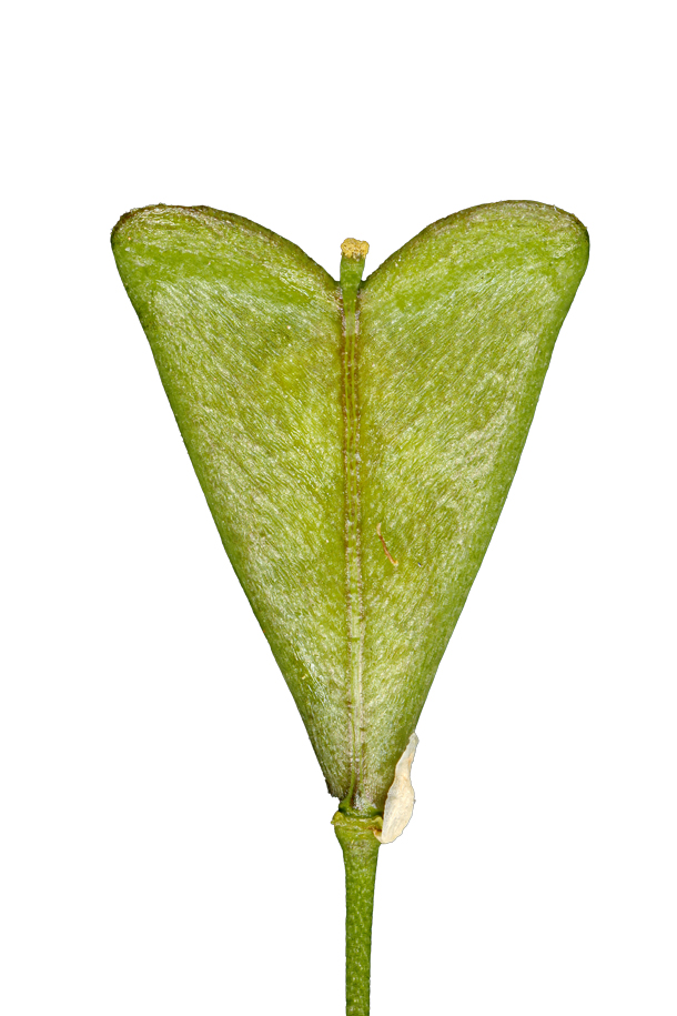 Hirtentäschelblatt