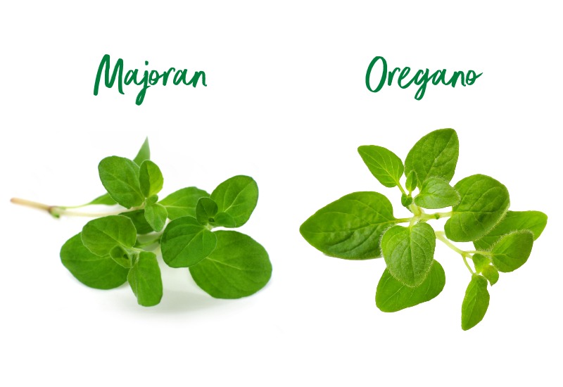 Majoran und Oregano: Was ist der Unterschied? (Foto: 123RF/Fotolia) Majoran und Oregano