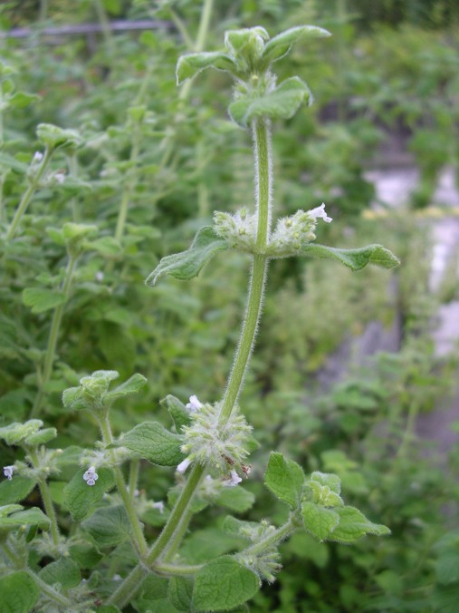 Muña (Minthostachys mollis)