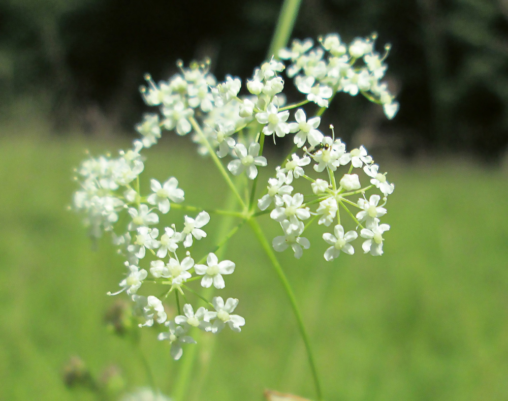 Blüten der Kleinen Bibernelle