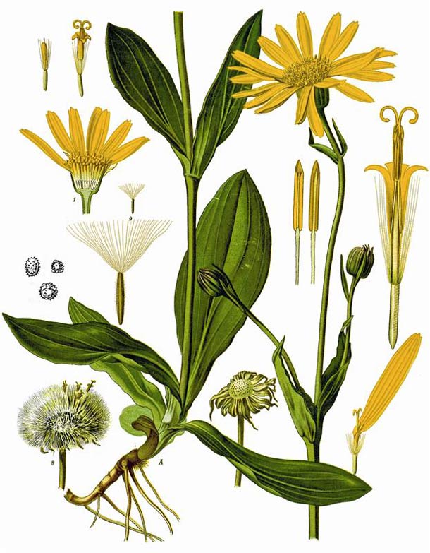Arnika: Botanische Merkmale