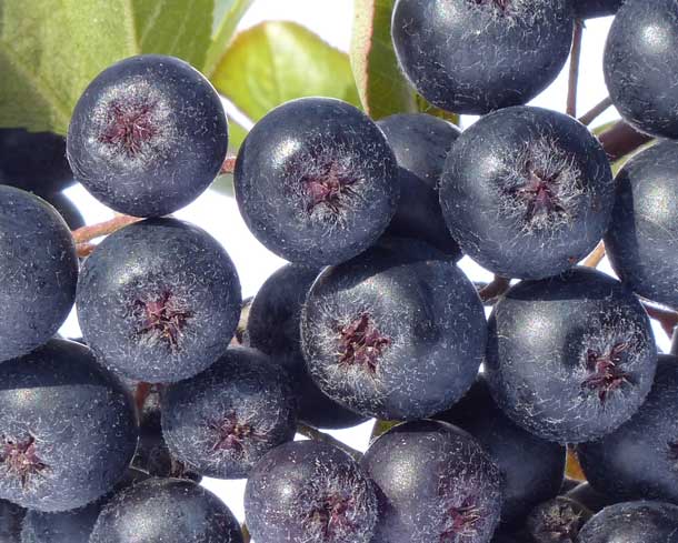 Aronia im eigenen Garten