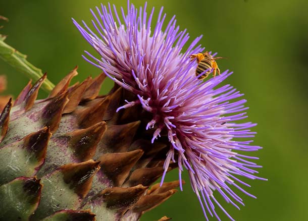 Artischocke Blüte