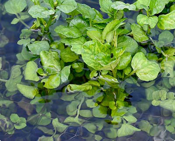 Brunnenkresse im Wasser