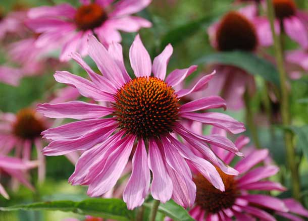 Echinacea purpurea Roter Sonnenhut