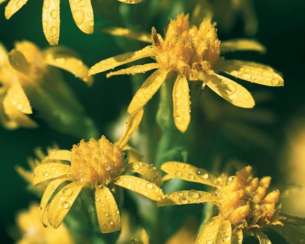 Echte Goldrute (Solidago virgaurea)