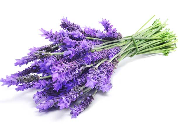 Lavende