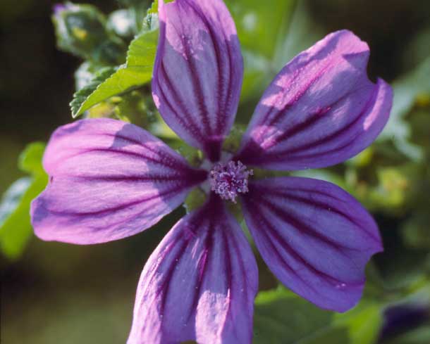 55+ Garten Malve, Und was ist der unterschied zwischen stockrosen und