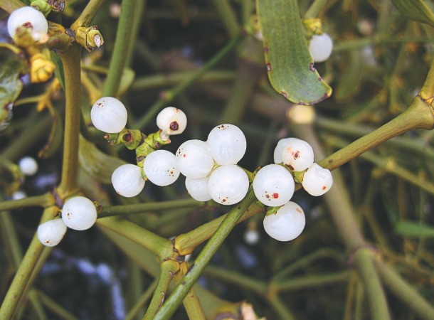 Mistelperlen (Foto: WikimediaCommons/A.Kwiecien) Mistelperlen