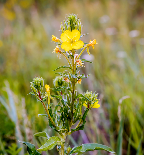 Ursprünglich in Nordamerika beheimatet ist die Nachtkerze weltweit verbreitet (Foto: 123RF/maxaltamor) Nachtkerze auf einer Wiese