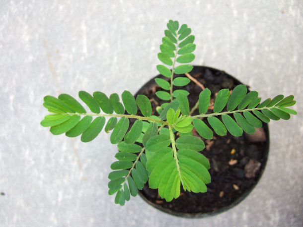 Phyllanthus urinaria 