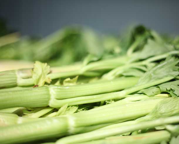Sellerie: Mineral- und vitaminreich | Apium graveolens | A.Vogel